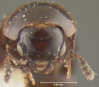 Media type: image;   Entomology 24034 Aspect: head frontal view